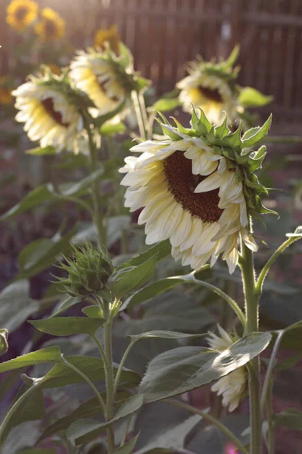 How to Grow Sunflowers for the Cutting Garden