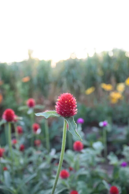 How to Grow Gomphrena (Globe Amaranth) for the Cutting Garden