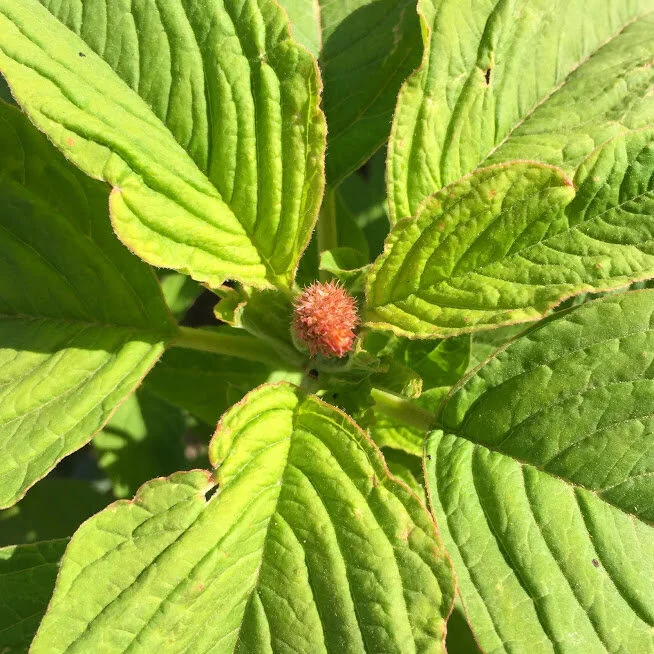 How to Grow Amaranthus for the Cutting Garden — the kokoro garden