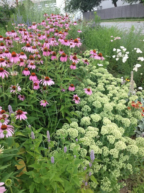 Image of Scabiosa with coneflowers