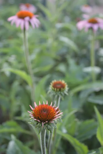 How to Grow Echinacea (Purple Coneflower) for the Cutting Garden