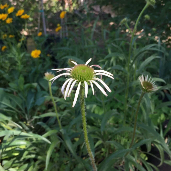 How to Grow Echinacea (Purple Coneflower) for the Cutting Garden — the