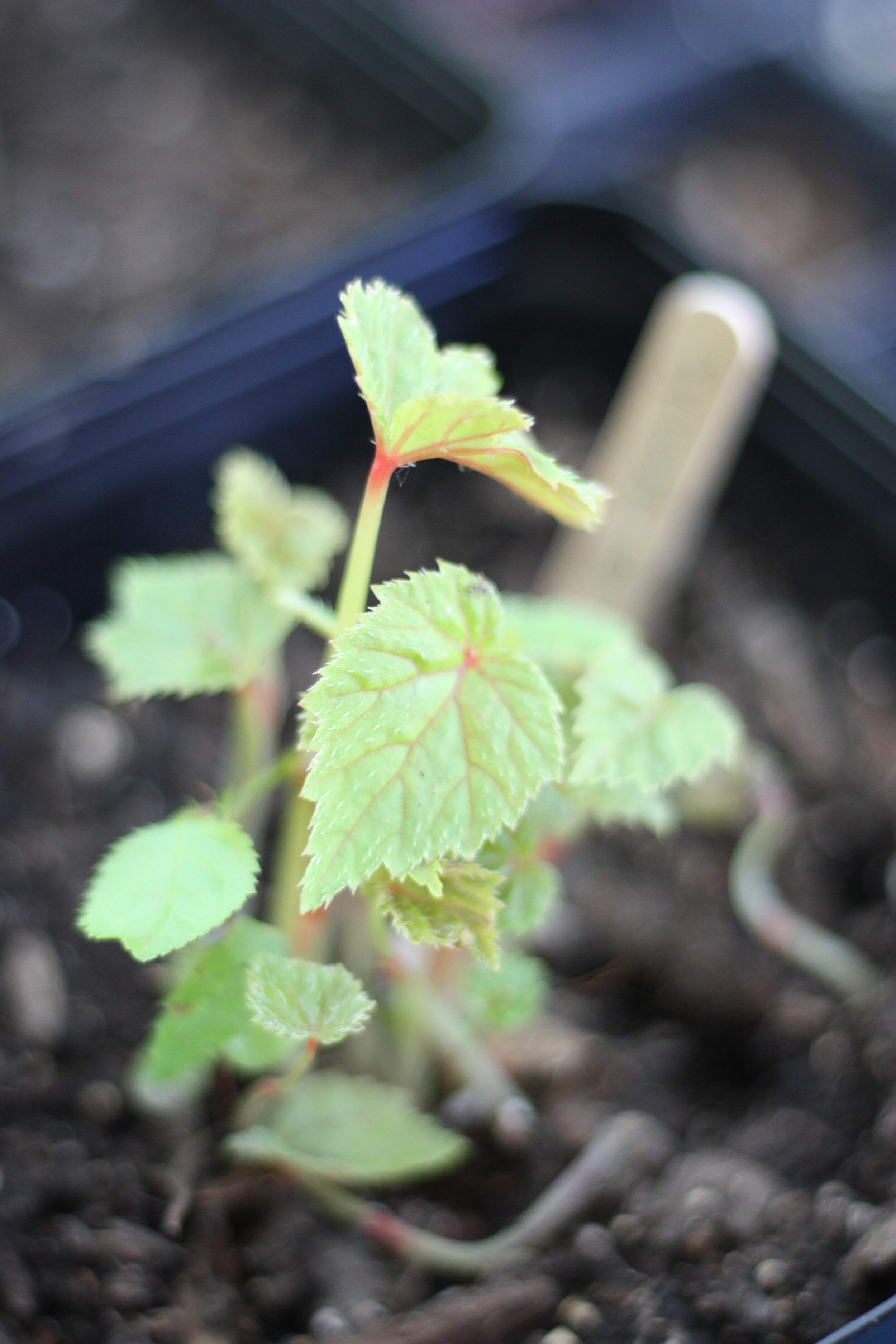 Fall Planting Hardy Annuals and Biennials for Spring Blooms