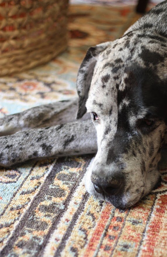 How to Make Your Home Feel Cozy