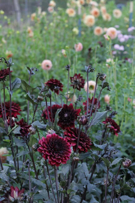 How to Start a Beautiful Cut Flower Garden 