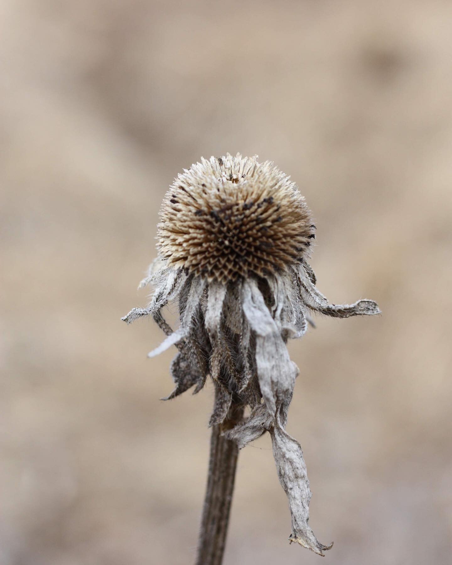 The birds are loving all the echinacea purpurea (purple coneflower) seed heads that we left up for them this year. New Mexico has a lot of migratory species flying through that we didn&rsquo;t get to see in the Midwest, and it&rsquo;s always delightf