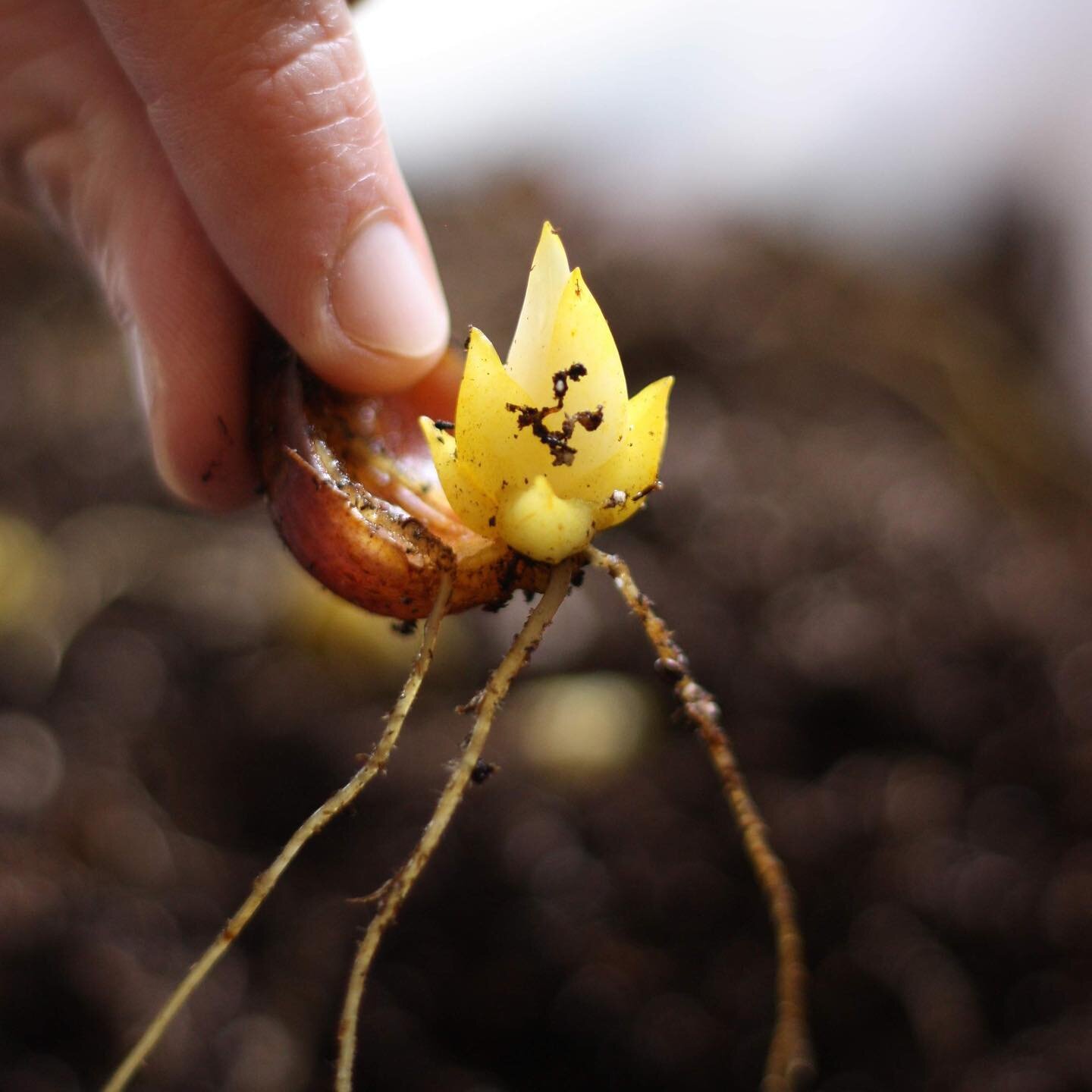 Had a lot of fun and success propagating oriental lilies through scaling this year. It&rsquo;s super easy - you just remove a few scales from your favorite bulb, place them in a bag of vermiculite that stays in a dark and warm cupboard that you compl