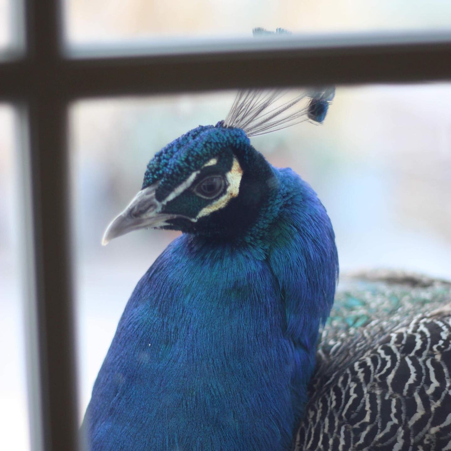 Remembering the time when this peacock strutted right up to our back door. We have a flock of wild peacocks endemic to our neighborhood and we see (and hear) them occasionally but this curious male came right up to our door. It was truly a very speci