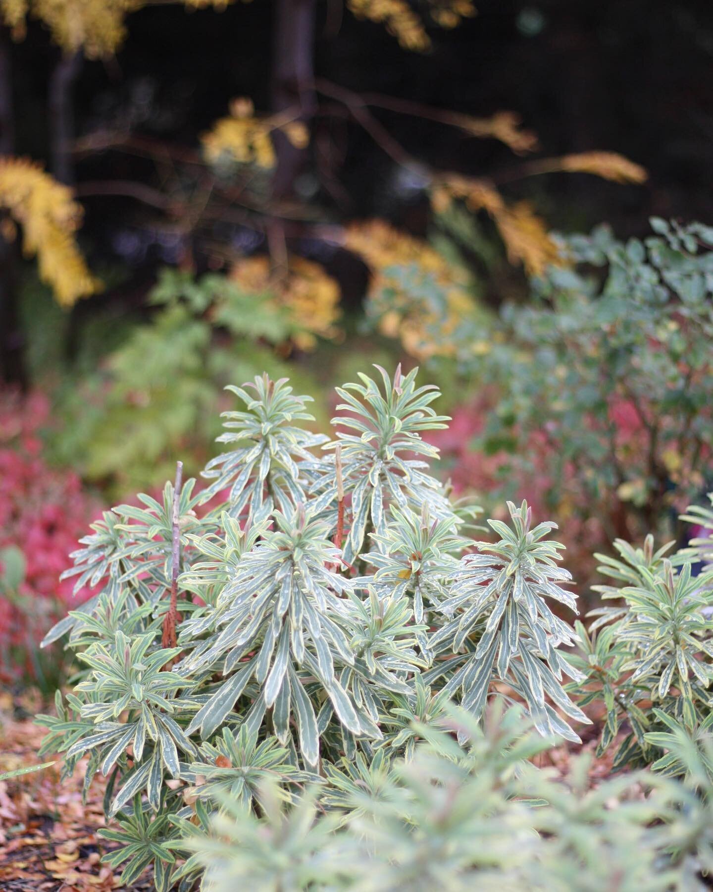 Seeking shades of green, I was perusing old photographs and found this picture of euphorbia &lsquo;Ascot Rainbow&rsquo; from the fall. It&rsquo;s variegated leaves are wonderful with that bright strip of white and cool mint-green center. One of our f