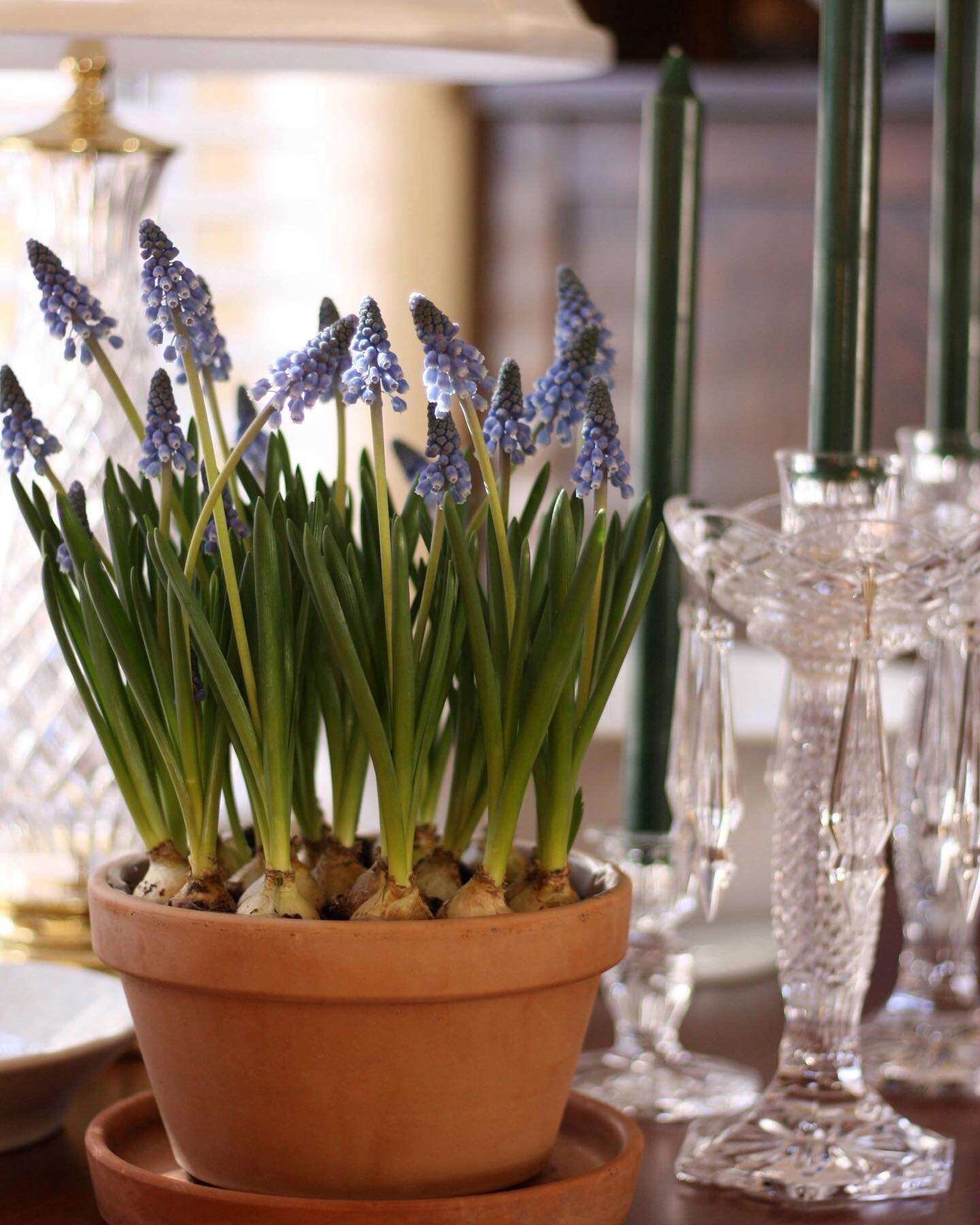 How to beat the winter blues (tip #16): Enjoy fresh flowers in the form of forced bulbs like daffodils, tulips, hyacinths and these muscari (grape hyacinths) here. You can either chill them yourself outside or purchase them pre-potted and chilled - k
