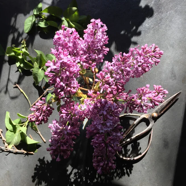 Lilacs and My Senior Prom 