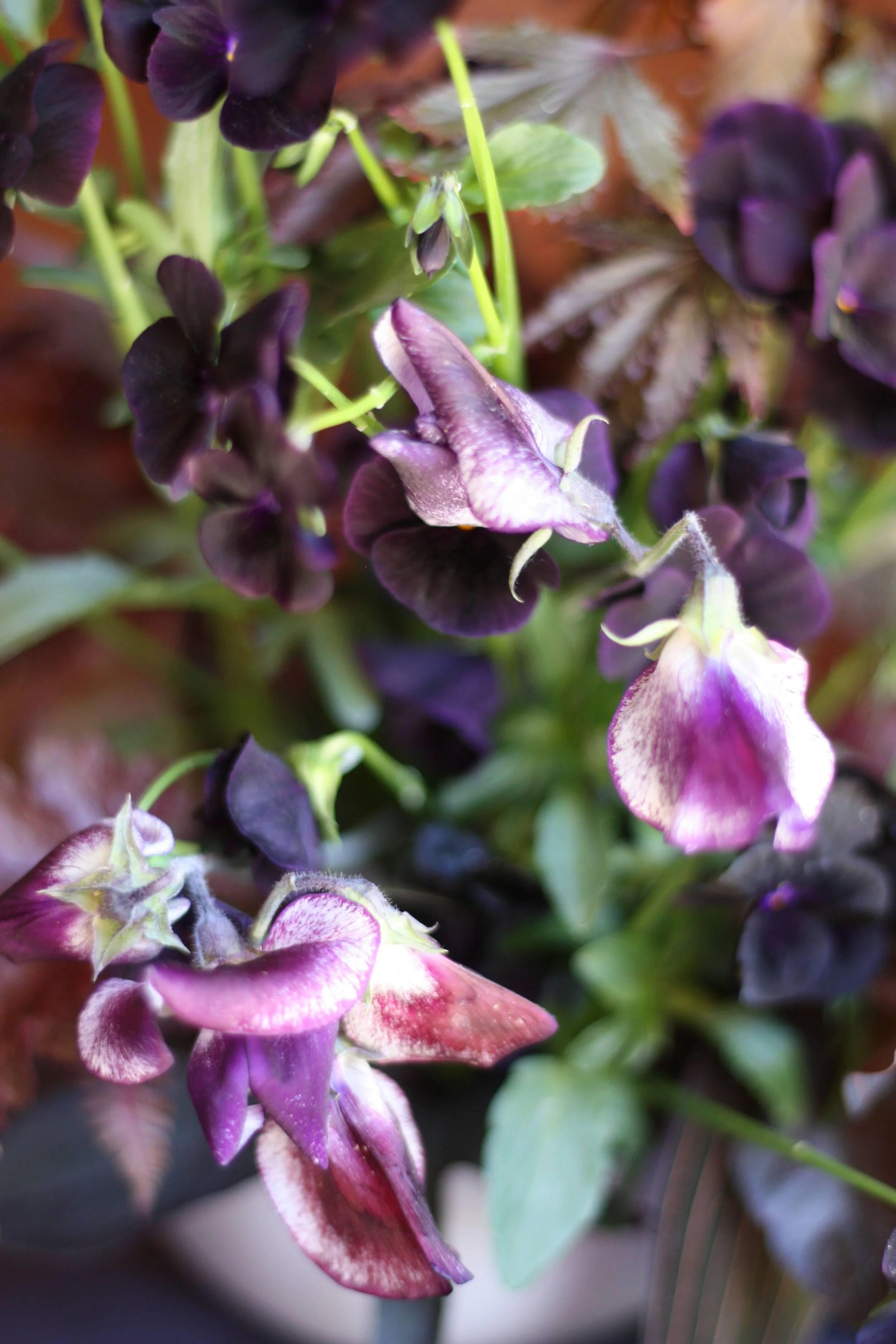How to Grow Sweet Peas (Even if You Live in the Desert)