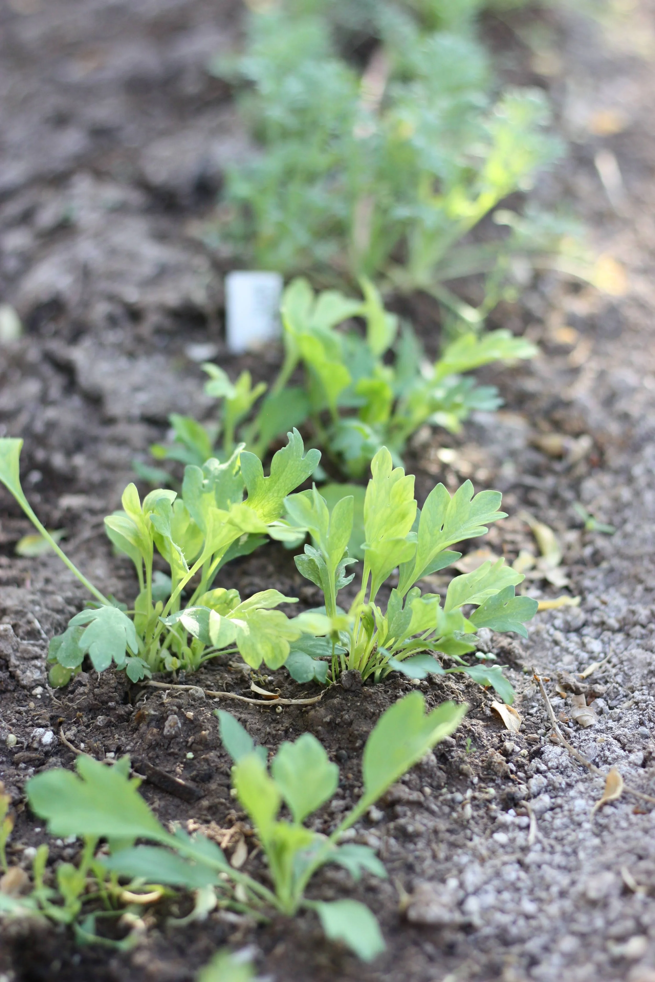 Winter Hardiness and the Science Behind Freezing Temperatures