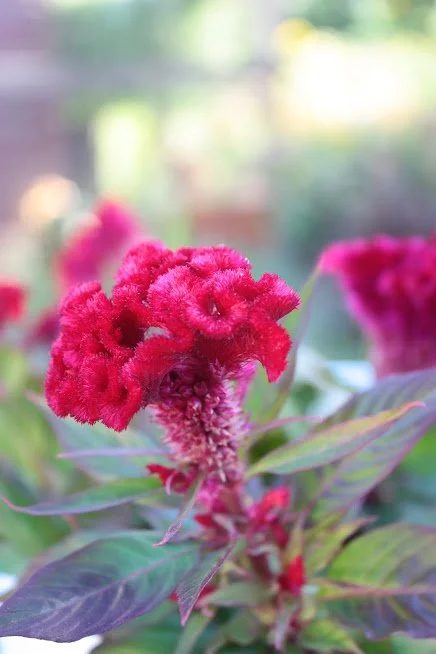 How to Retroplan Your Flower Farm