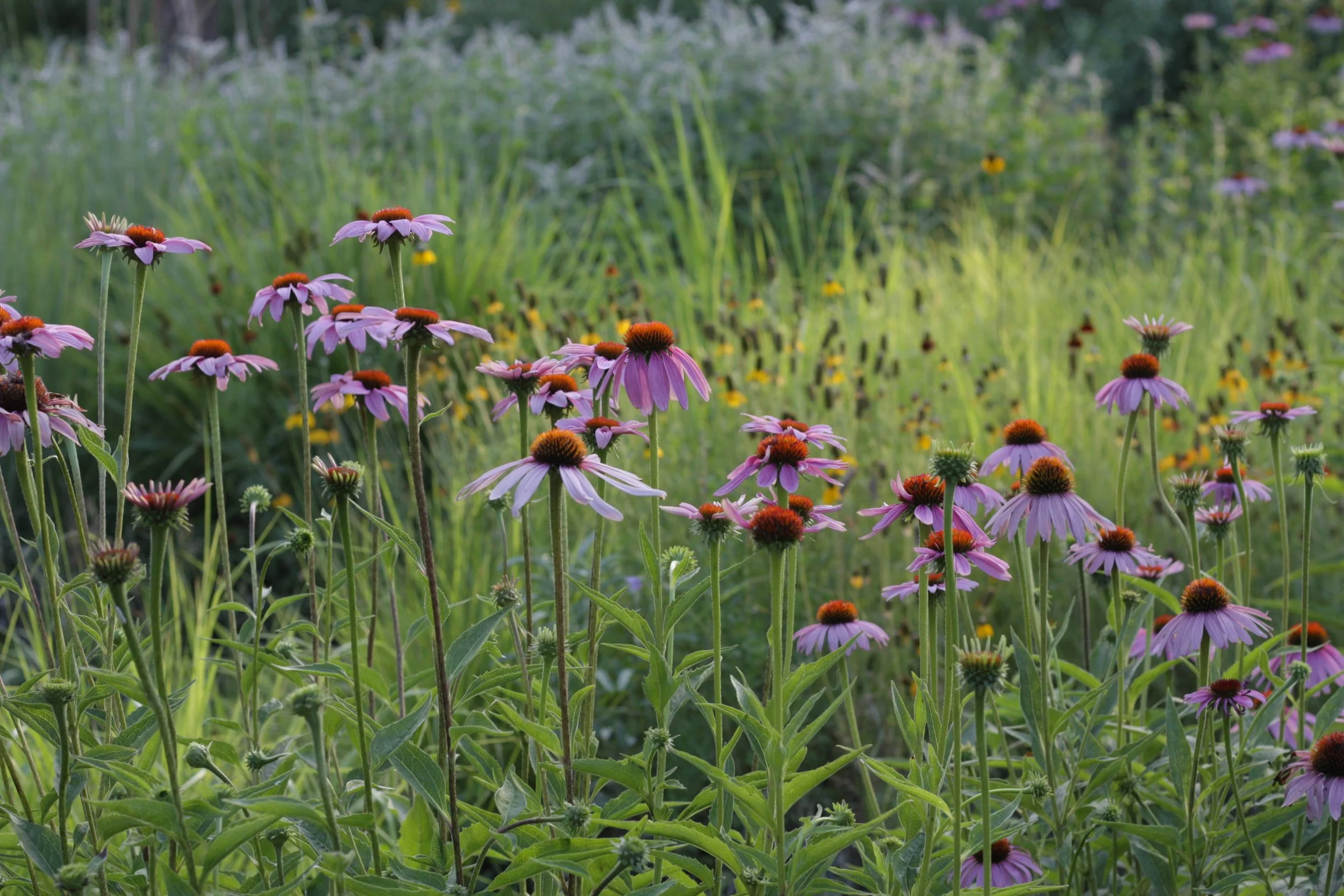 How to Plant a Prairie, Part 1: Why Grow a Prairie?