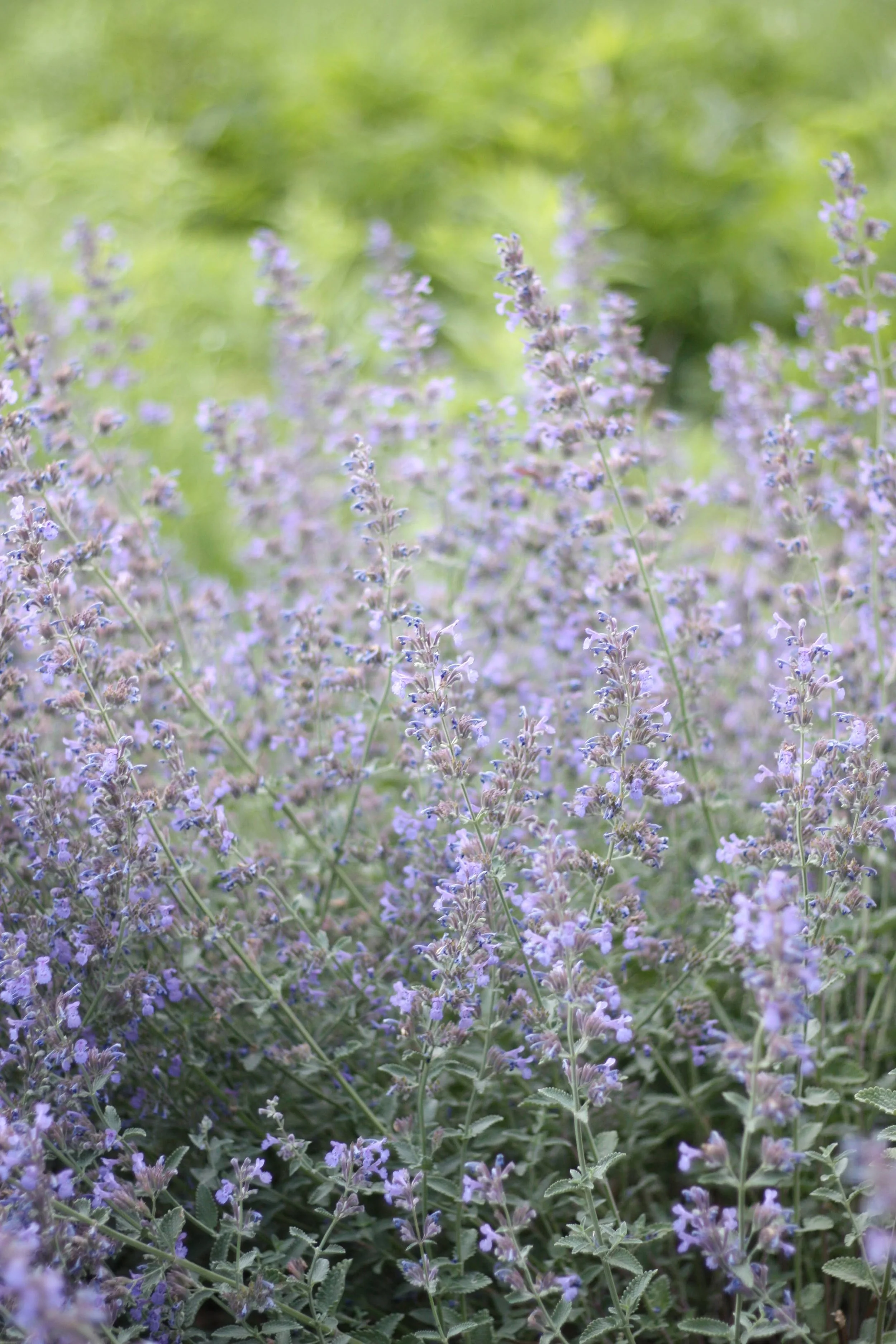 How to Plant a Prairie, Part 2: What a Prairie Planting is Not
