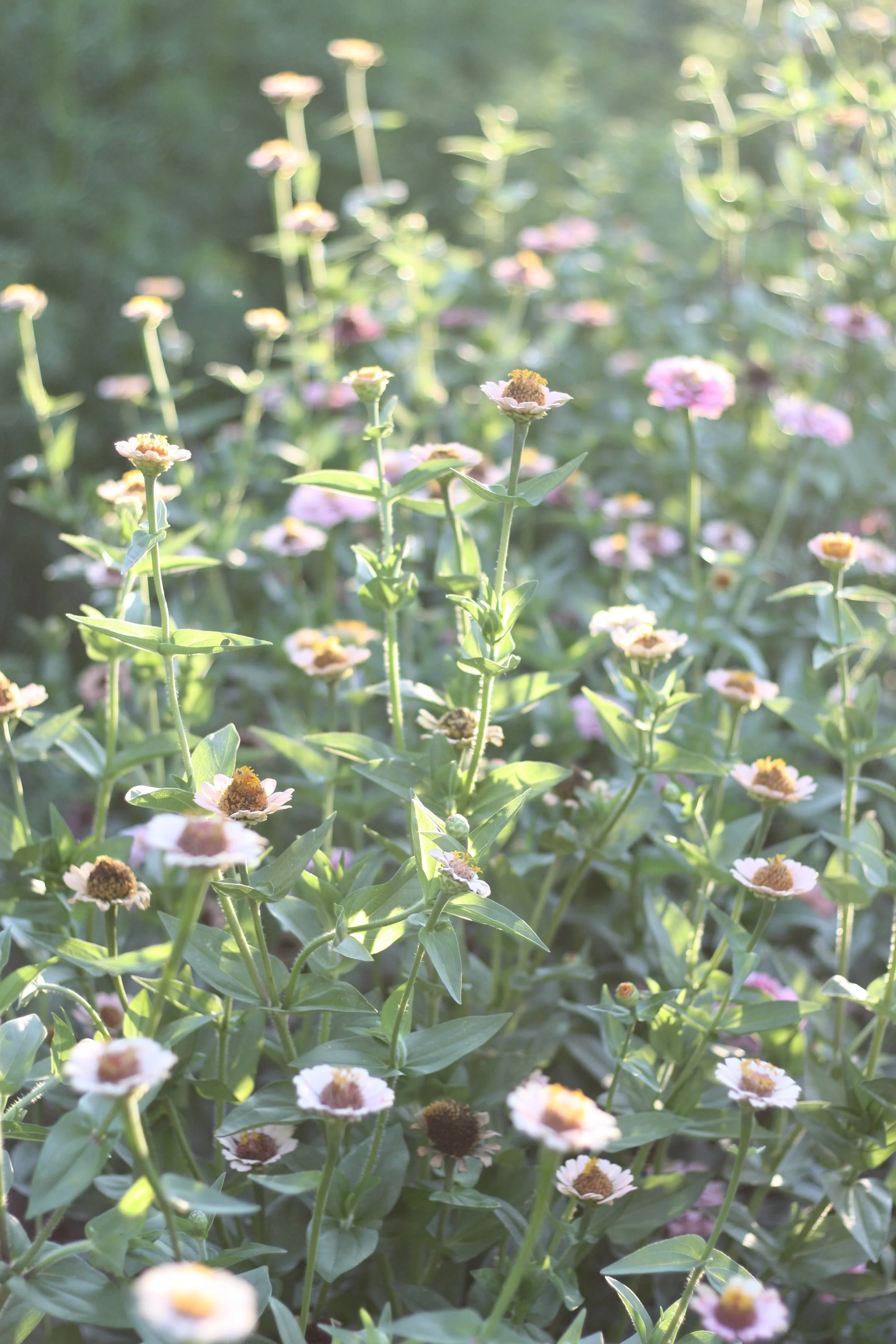 Why We Grow so Many Zinnias as Small Scale Flower Farmers