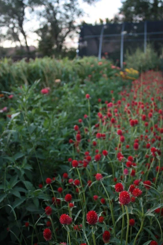 An Essay on Flower Farm Envy