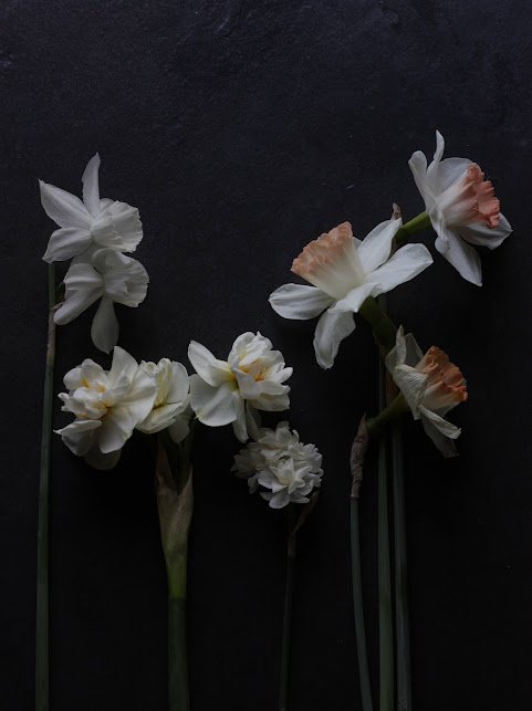 Minnow Daffodil Narcissus, Tulip World