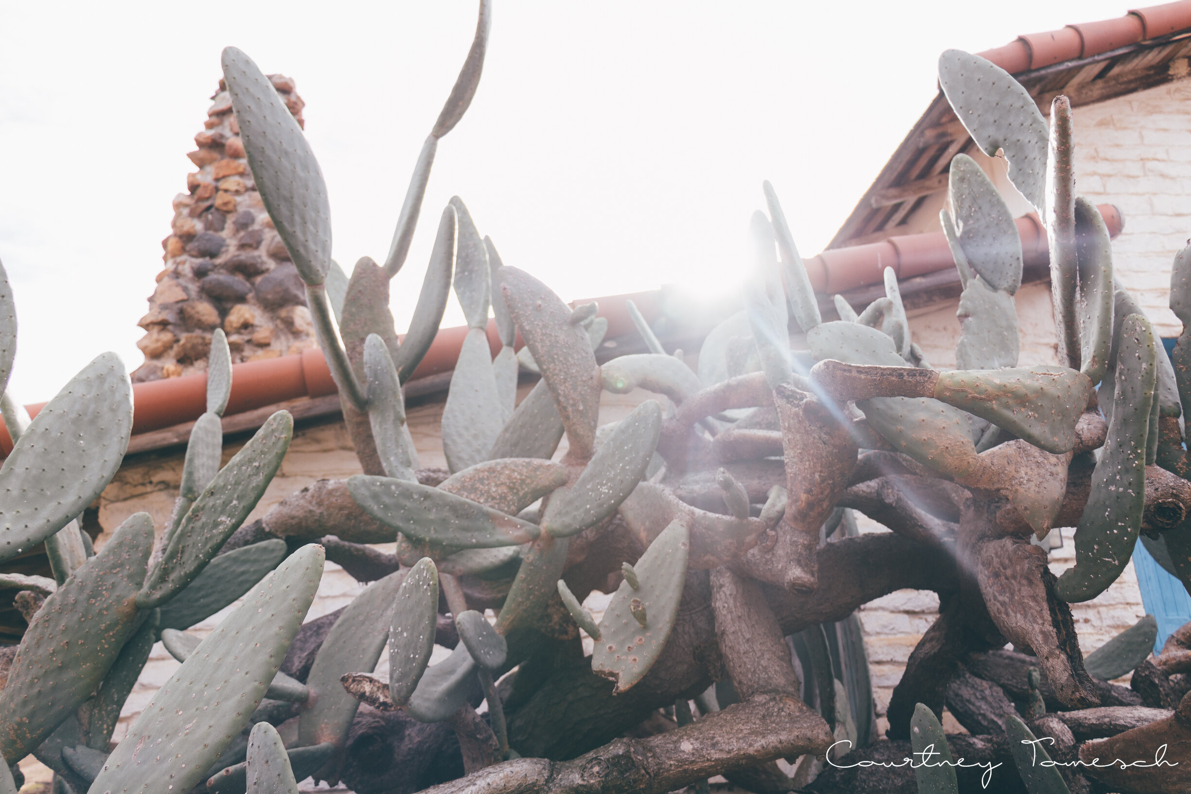  Buy Print: Leo Carrillo Ranch 172, 2017 