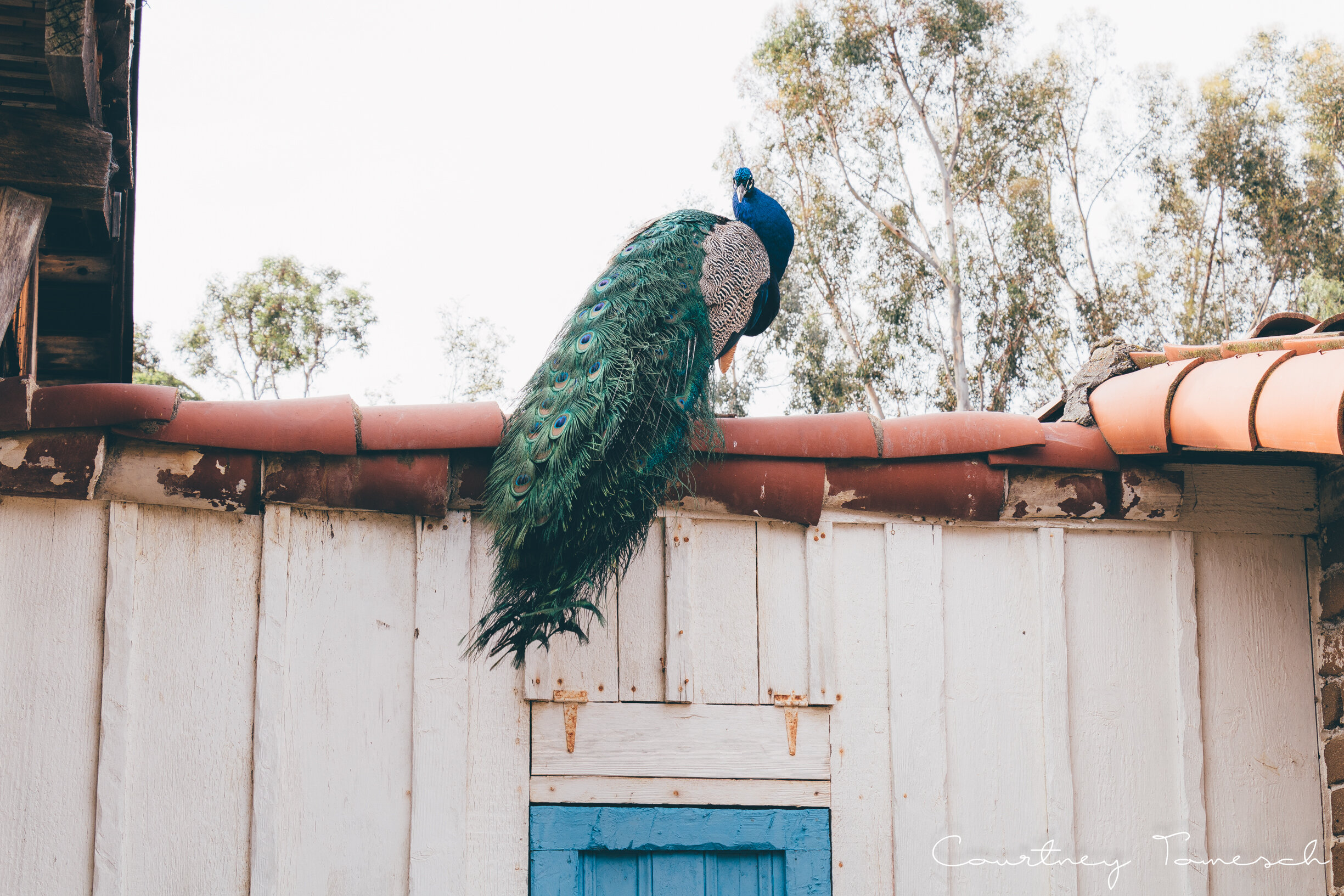  Buy Print: Leo Carrillo Ranch 175, 2017 