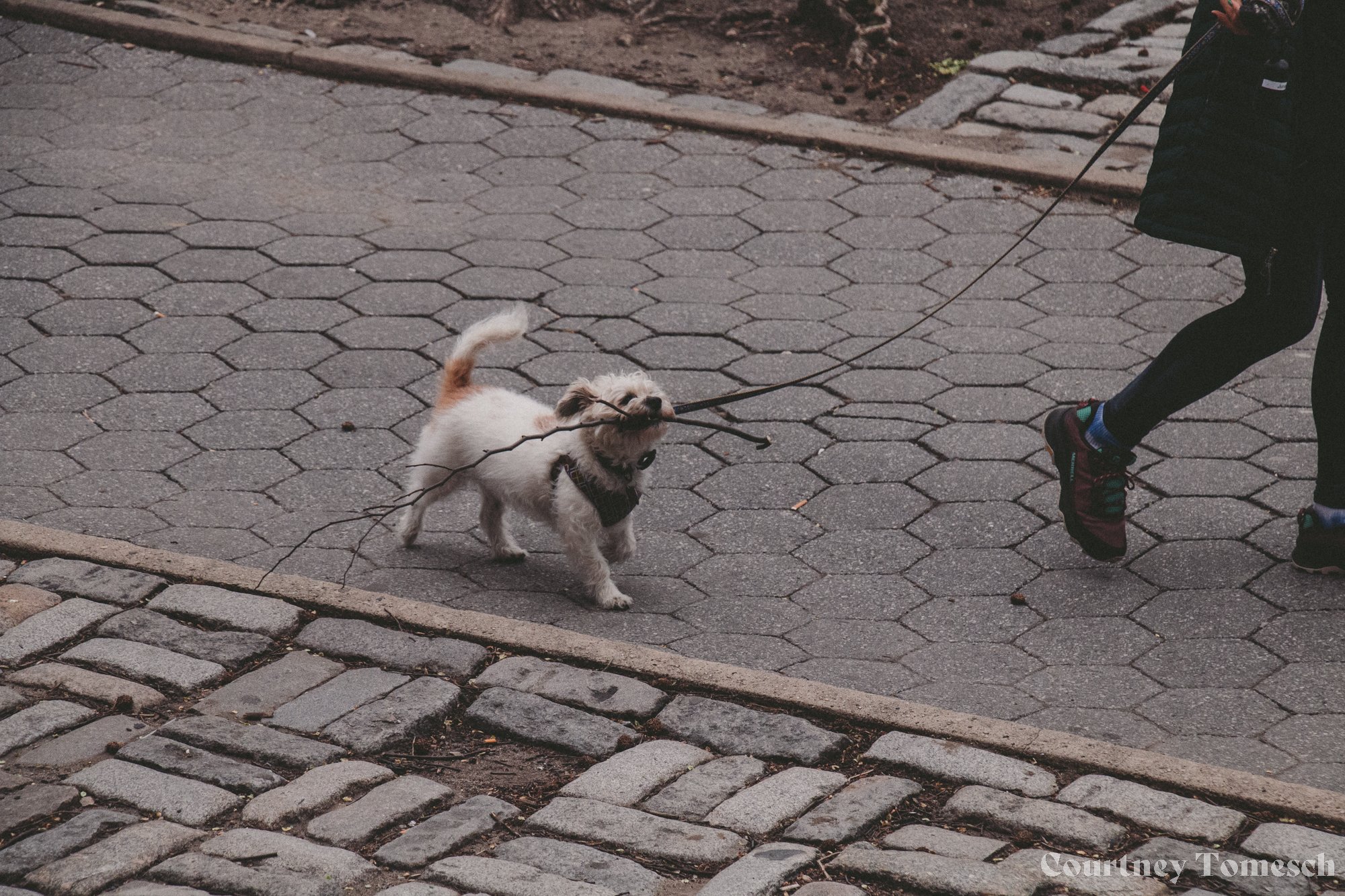 a puppy with a stick!