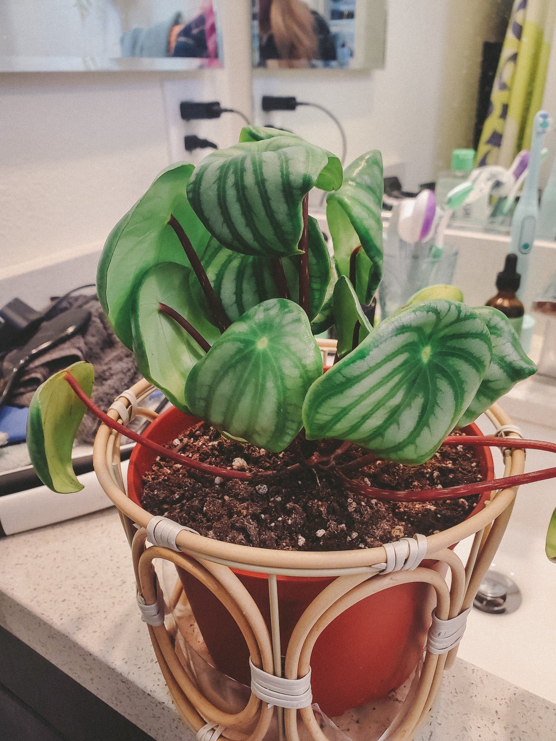 Trying to keep a watermelon peperomia alive (4th times a charm)