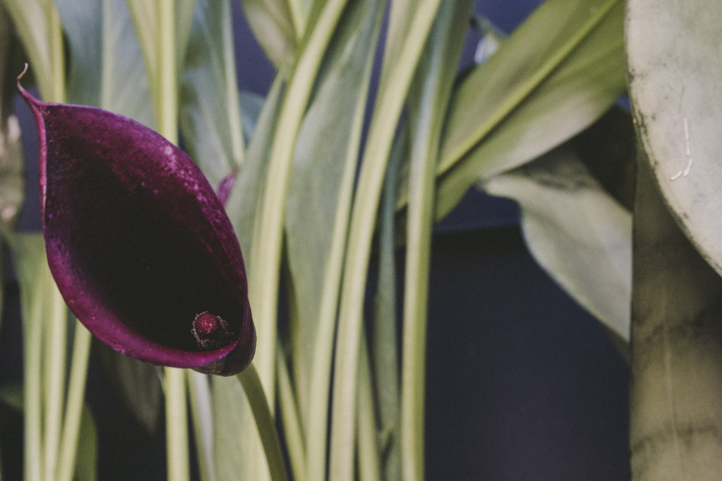 First Calla Lily of the year