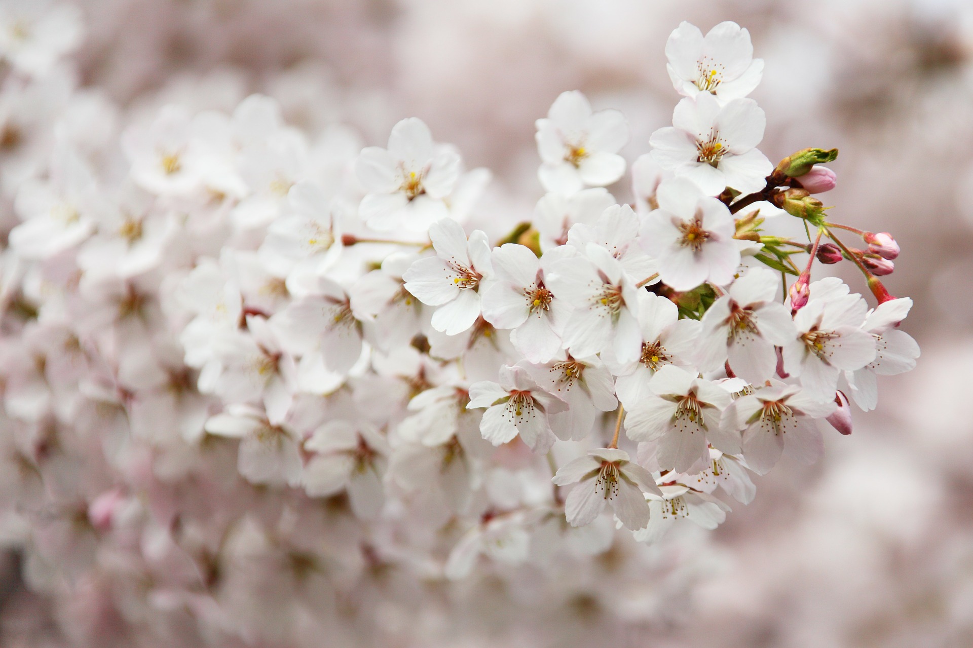 bloom-2525_1920.jpg