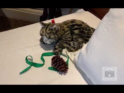 Magic of Christmas part 2