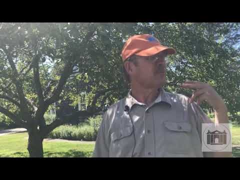 Ted's Tree World at The Florence Griswold - Episode 2