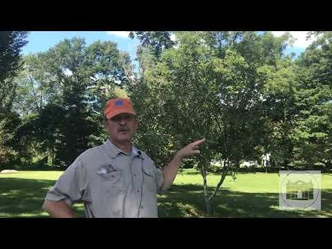 Ted's Tree World at The Florence Griswold - Episode 4