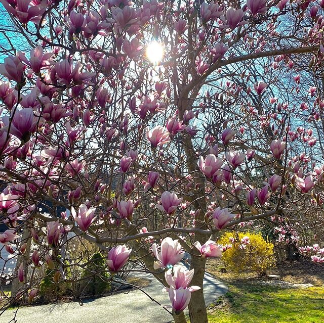 #magnoliatreesinbloom