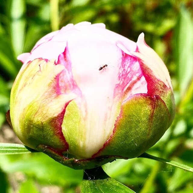 #peonies