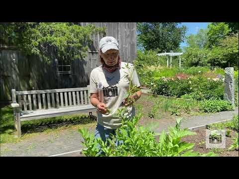 Garden Tips from the Florence Griswold Museum Episode 2