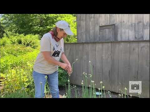 Garden Tips from the Florence Griswold Museum Episode 3
