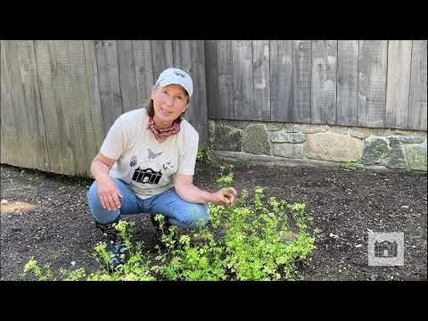 Garden Tips from the Florence Griswold Museum Episode 4