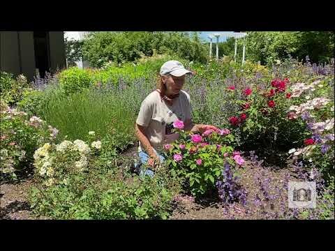 Garden Tips from the Florence Griswold Museum Episode 5
