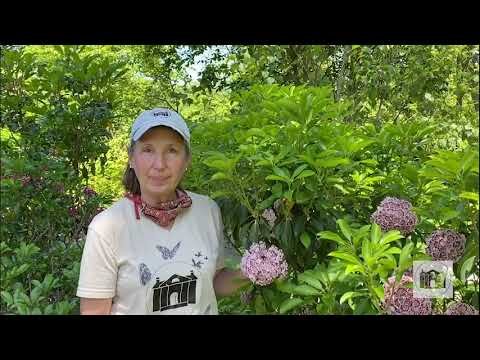 Garden Tips from the Florence Griswold Museum Episode 6