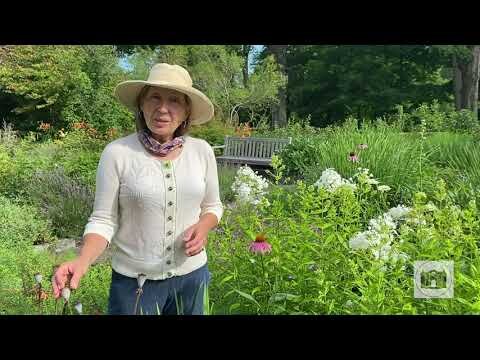 Garden Tips from the Florence Griswold Museum Episode 7