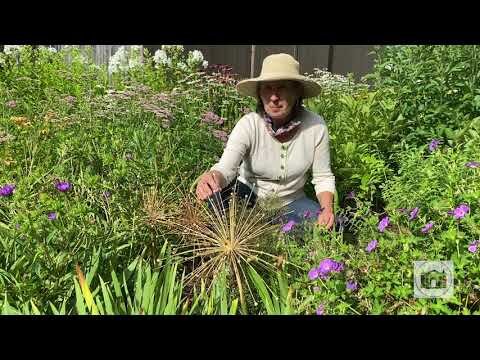 Garden Tips from the Florence Griswold Museum Episode 8