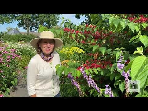 Garden Tips from the Florence Griswold Museum Episode 9