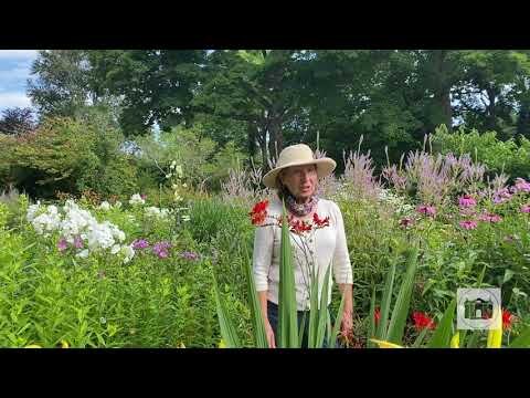 Garden Tips from the Florence Griswold Museum Episode 10