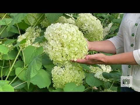 Garden Tips from the Florence Griswold Museum Episode 11