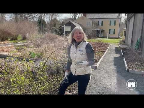 Gardening Tips Fom the Florence Griswold Museum Ep 17