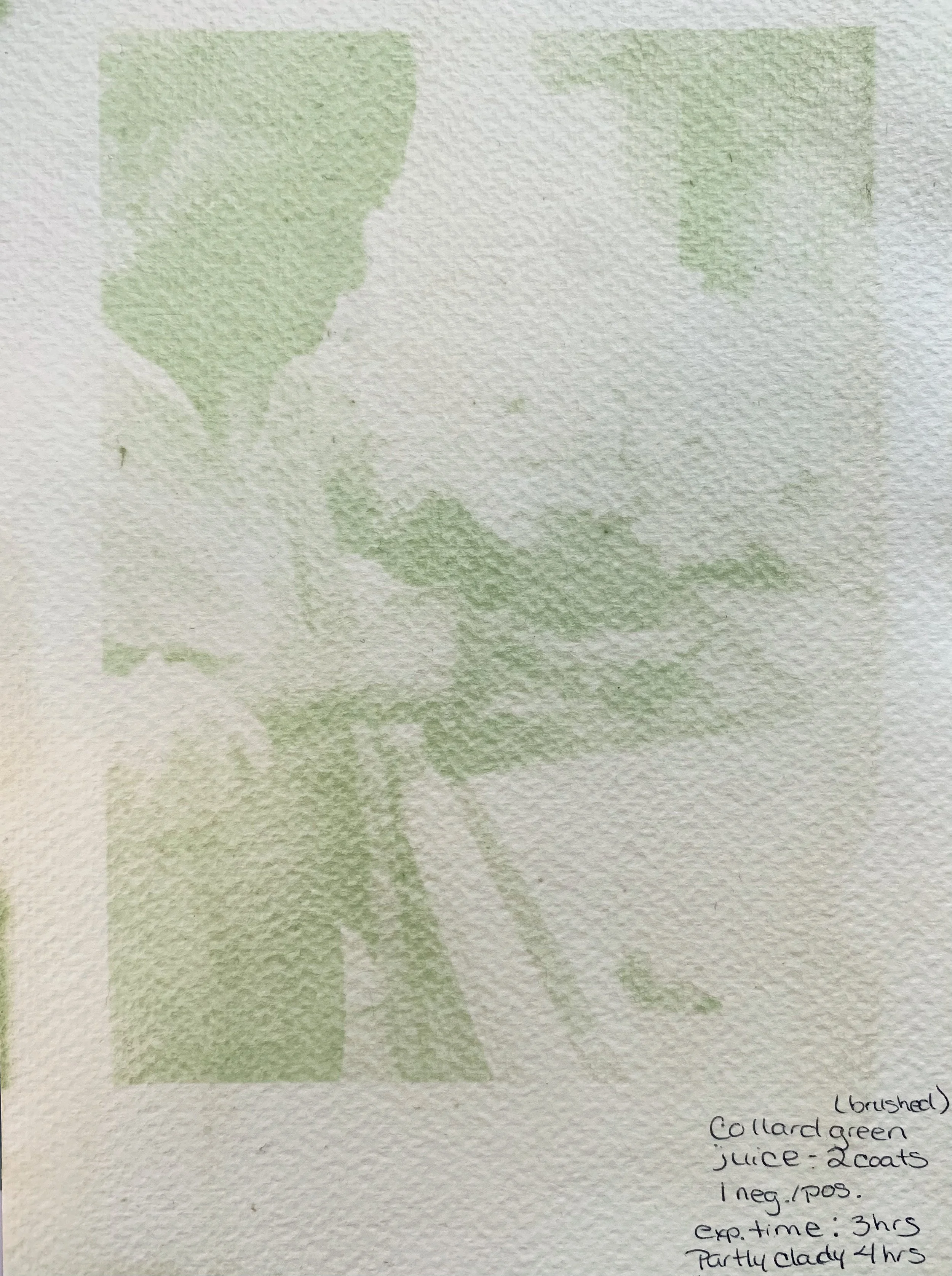 field notes collard green anthotype, 2023