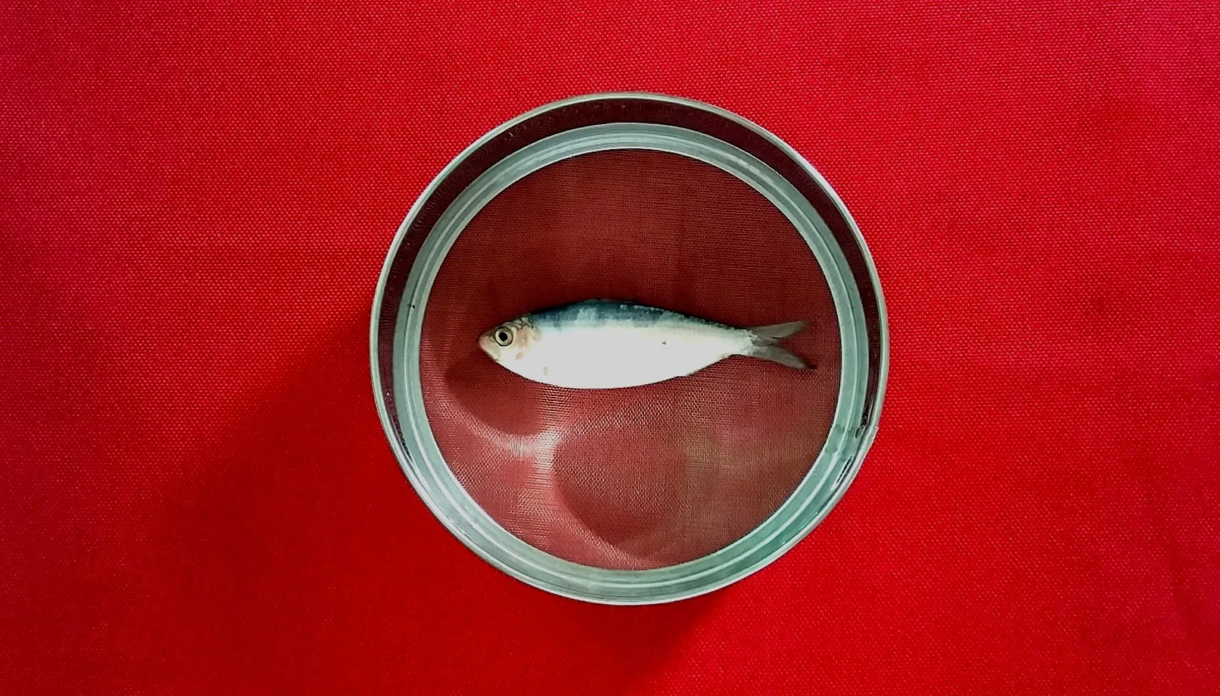 FlyingFishWork_fish_01.webp