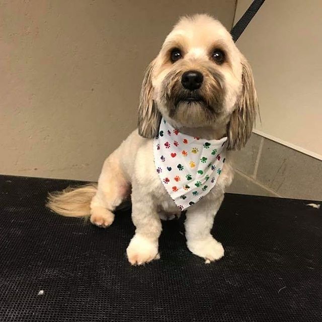 Look how fabulous they look! Grooming by Morgen. Call to schedule your appointment with us today 😀 810-655-2727

#frontierveterinaryclinic #SwartzCreek # grooming