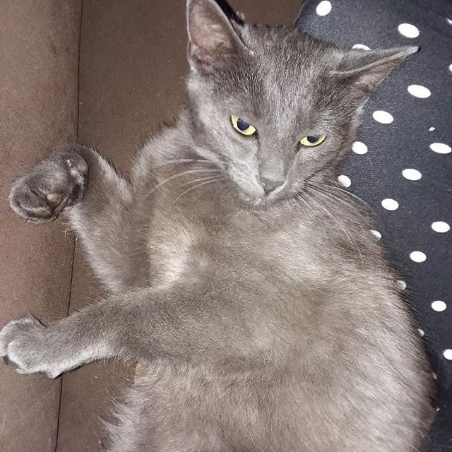 FOUND KITTY! *Grey Domestic Shorthair
*Female
*No microchip or tags
*Very friendly

If this is your baby or if you can help point us in the direction of the owner please message us! She is currently with a very sweet family who has taken her in until