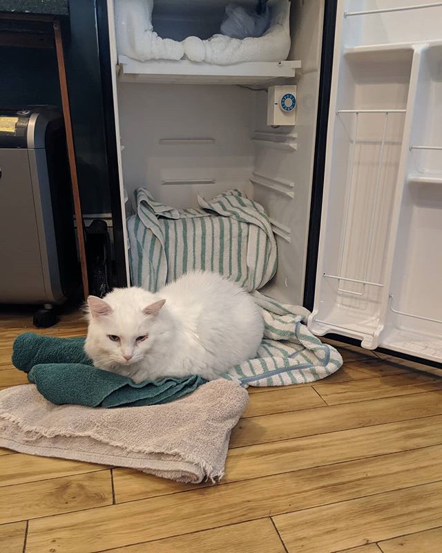 Crackers is &quot;helping&quot; us clean out the fridge. Happy Thursday ☀️ #frontierveterinaryclinic #SwartzCreek